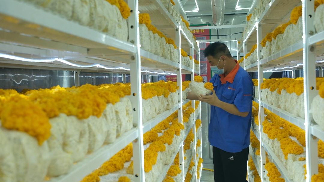 ɽ�|���f�����S�𡱮a(ch��n)�I(y��)����ġ������������Ƽ���(w��n)�a(ch��n)��